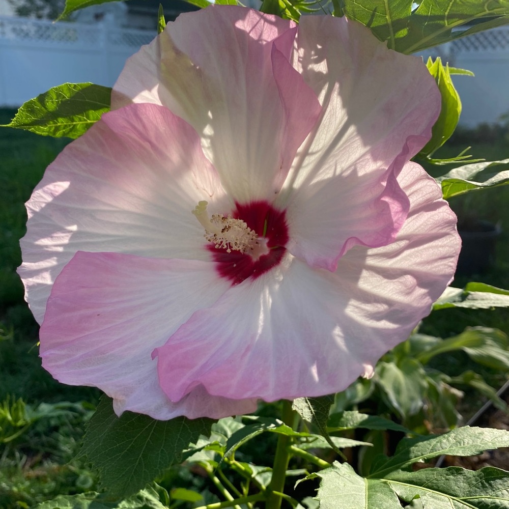 Meet your Posher, Shelly